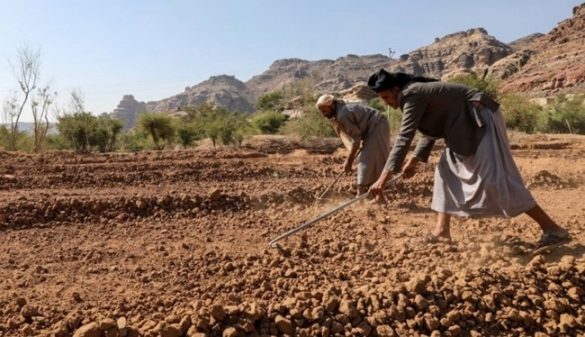 صنایع انتقالی کشاورزی یمن.