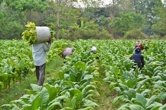کشاورزی نوین در یمن.