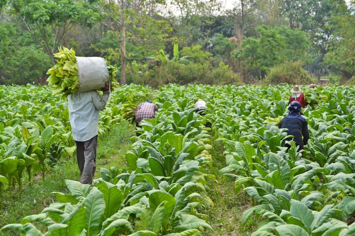 کشاورزی نوین در یمن.