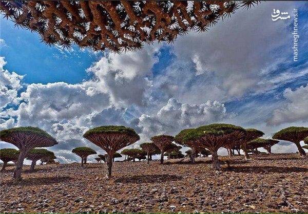 حیات وحش سقطری.